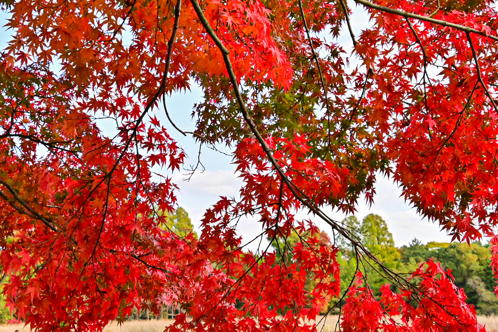 気象庁、生物季節観測やめるってよ – 農村づくり・Ict支援研究会